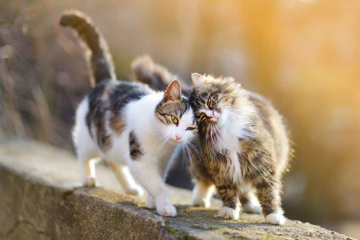 Deux Chats Qui Se Calinent