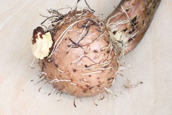 Konjac