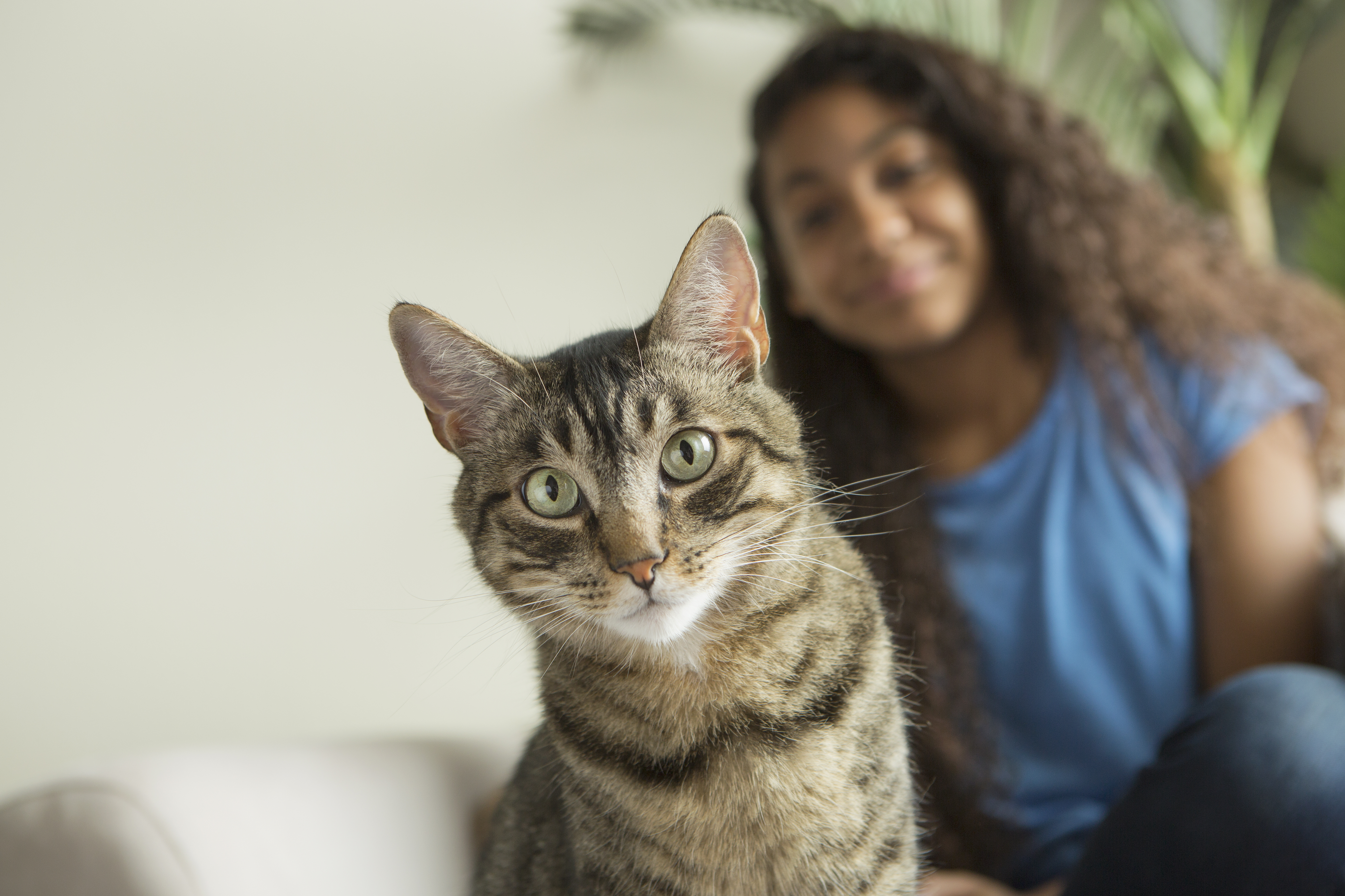 Chat en appartement