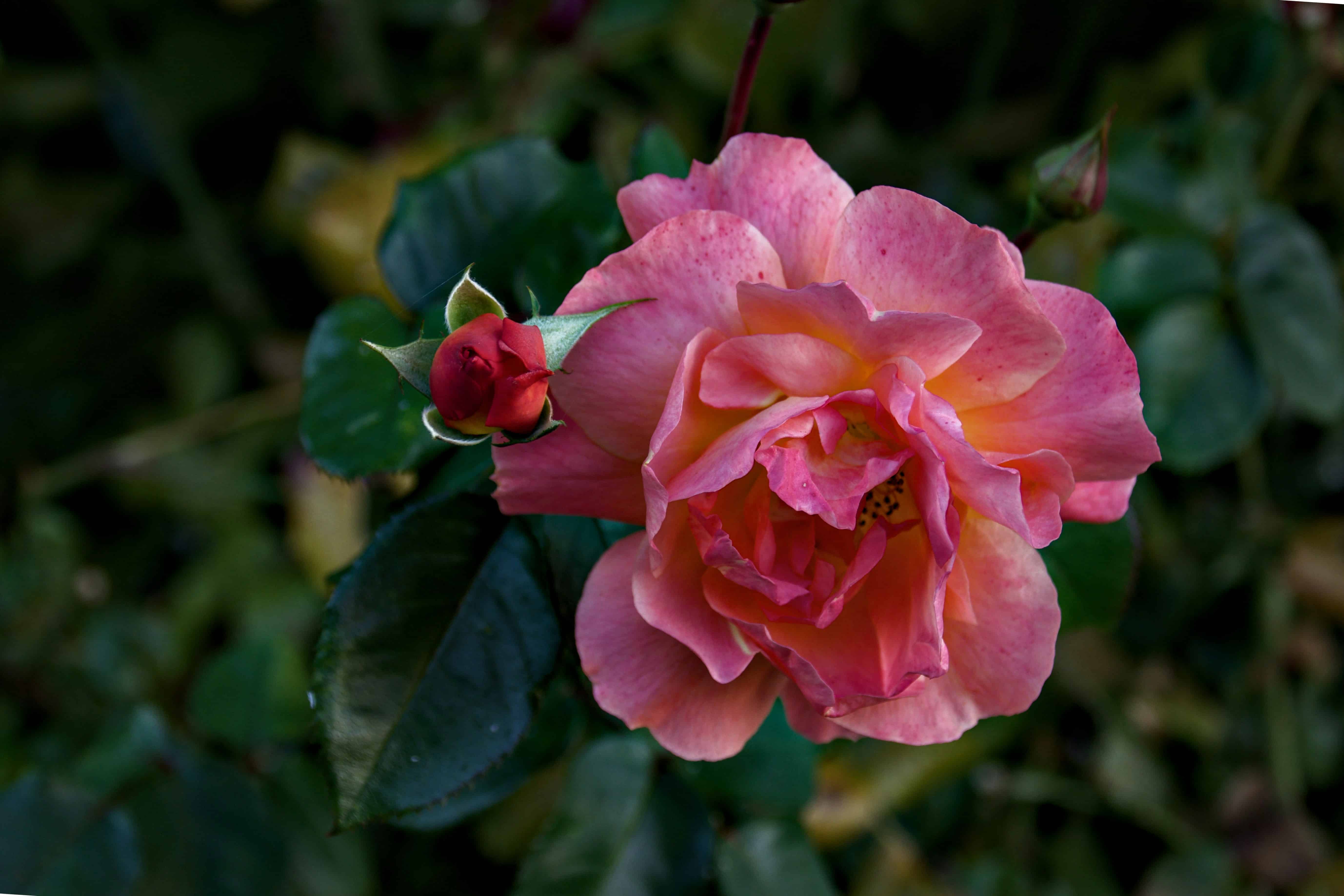 A Pink Rose With A Bud And Green Leaves